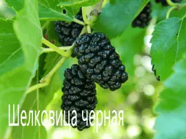 Шелковица черная