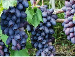 Как посадить виноград весной