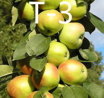 Яблоня Т-3 колоновидная