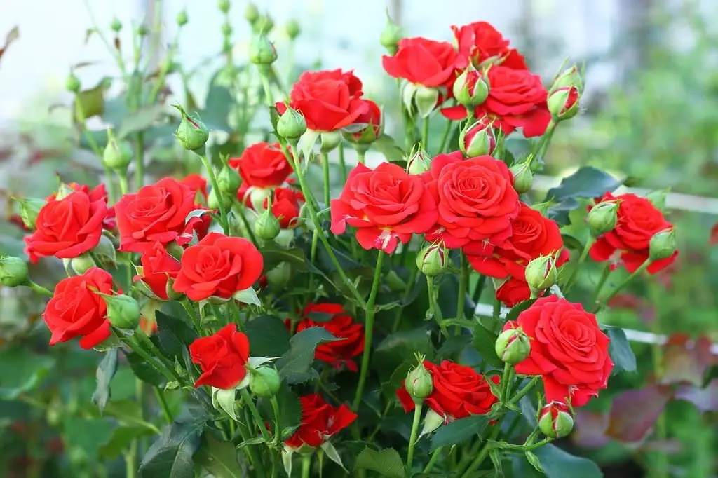 Розы — посадка, уход и лучшие сорта