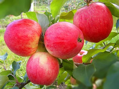 Яблоня — посадка, уход, выращивание и сорта